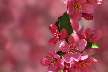 Fototapeta na wymiar Pink rhododendron; close up.