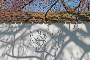 Schatten © Asray Laleike