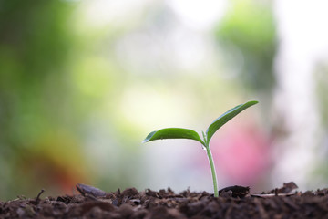 small growing green plant with dark brown soil