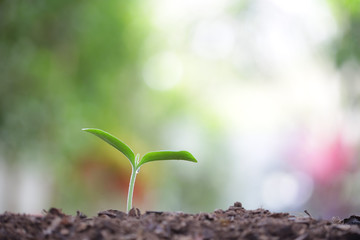 small growing green plant with dark brown soil