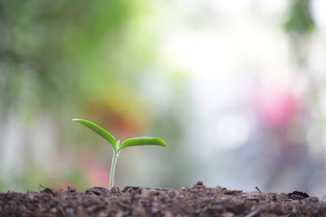 small growing green plant with dark brown soil