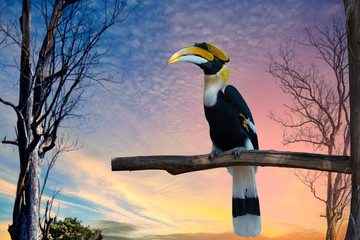 toucan on branch © kriangkrai