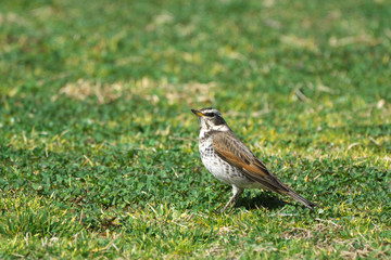 Obraz premium ツグミ