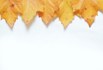 Autumn leaves on a white background.