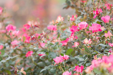 Close up selective focus beautiful blossom rose flowers in garden or fields, commercial planting rose flowers garden in Thailand with many colors