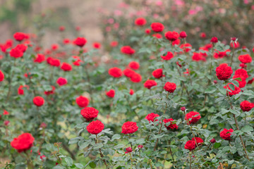 Close up selective focus beautiful blossom rose flowers in garden or fields, commercial planting rose flowers garden in Thailand with many colors