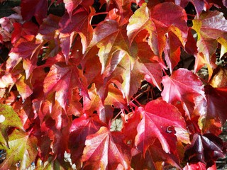 traumhafte verfärbte Blätter im Herbst