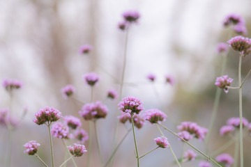 Close up beautiful Verbana bonariensis purpletop lavender flowers with copy space