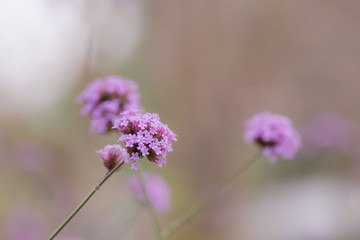 Close up beautiful Verbana bonariensis purpletop lavender flowers with copy space