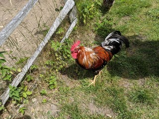 rooster on farm © Peo