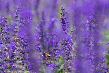 Selective focus close up beautiful purple lavender in the fields for wedding or beauty background