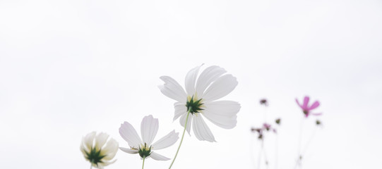 Beautiful soft selective focus pink and white cosmos flowers field with copy space
