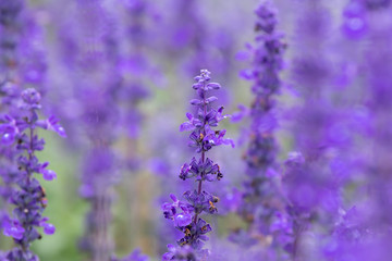 Selective focus close up beautiful purple lavender in the fields for wedding or beauty background