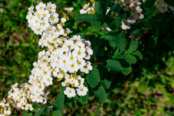 White flowering shrub Spirea aguta (Brides wreath)