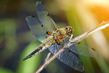 Dragonfly sits on a thin tree branch