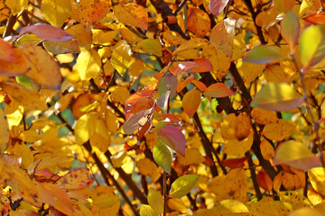 Bright yellow, orange leaves of trees. Autumn bright background. Leaf texture