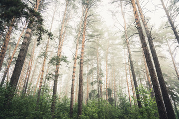 Beautiful summer forest with different trees in morning fog