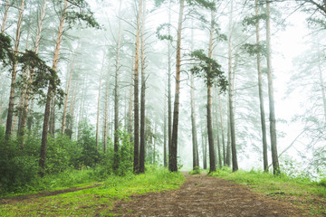 Beautiful summer forest with different trees in morning fog