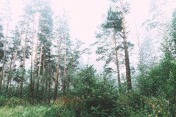 Fototapeta premium Beautiful summer forest with different trees in morning fog