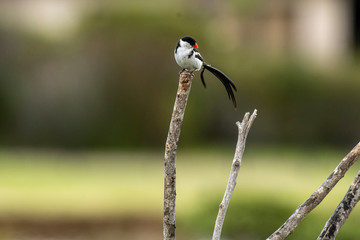Pin-tailed whydah ( Vidua macroura ), head looking to right, and a very long black tail. Sitting high on branch showing prominent red beak, against blurred background