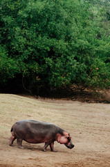 Large Hippopotamus walking on grass meadow in Serengeti savanna forest