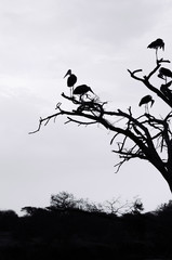 Flock of Wild African Marabou Stork bird on tree branches silhouette high contrast image