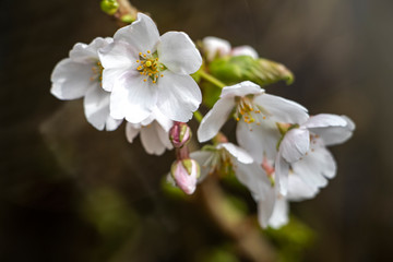 White cherry blossom on tree with blurry background