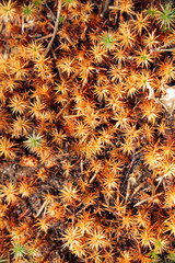 Brown soft moss in the summer forest