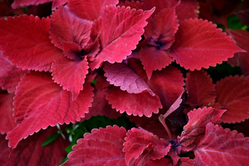 Bright foliage of the coleus plant.