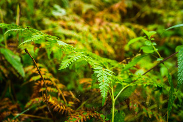 Beautiful fern leaves in the forest. Selective focus.