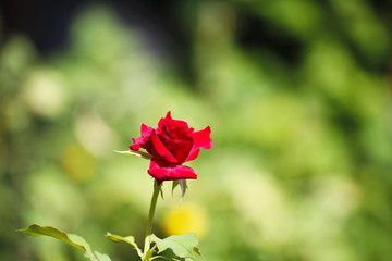 Fresh red rose green background