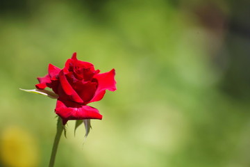 Fresh red rose green background