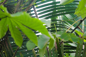 Tropical Forest Plants