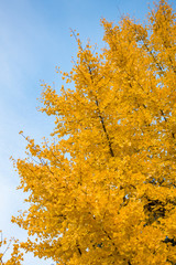 Fototapeta premium dense beautiful golden leaves on the tree branch under bright blue sky
