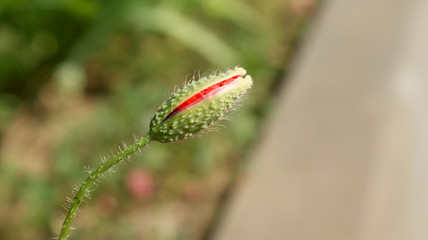 unopened fluffy green bud of red poppy on a blurry background on a sunny day