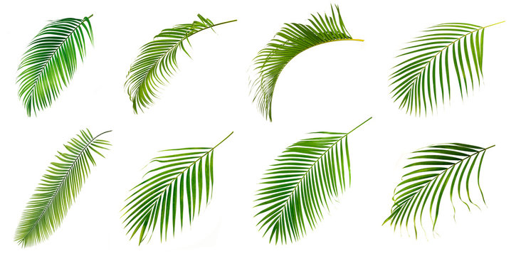 Set of Palm green leaves isolated on white background