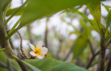 Obraz na płótnie Canvas A White frangipani flower on tree