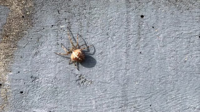 4K HD video of an orb weaver spider crawling up a concrete wall. They are the most common group of builders of spiral wheel shaped webs often found in gardens, fields and forests.