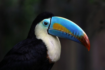 Rainbow-Billed Toucan