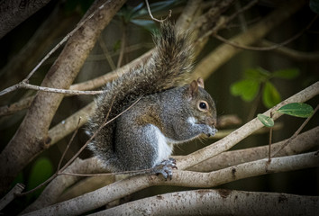 Eastern Gray Squirrel