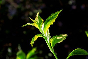 green leaves of a plant in spring season
