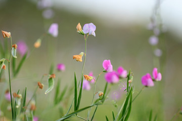 Obraz premium Flowers in spring