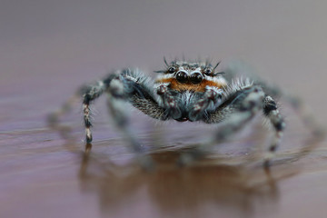 Jumping Spider