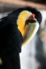 Portrait of a Toucan
