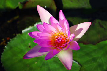 water lily in pond with green leafs taken in horsley hills India