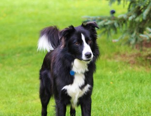 Border Collie