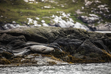 Scottish fur seals resting on coastal stones.