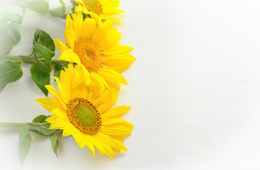 Background with lying sunflowers