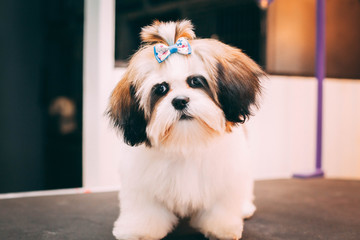 Cute Shih Tzu Looking At Camera