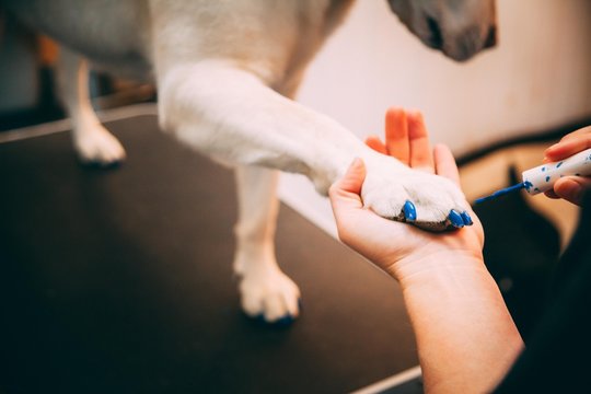 Dog Getting Nails Painted Blue At Grooming Salon